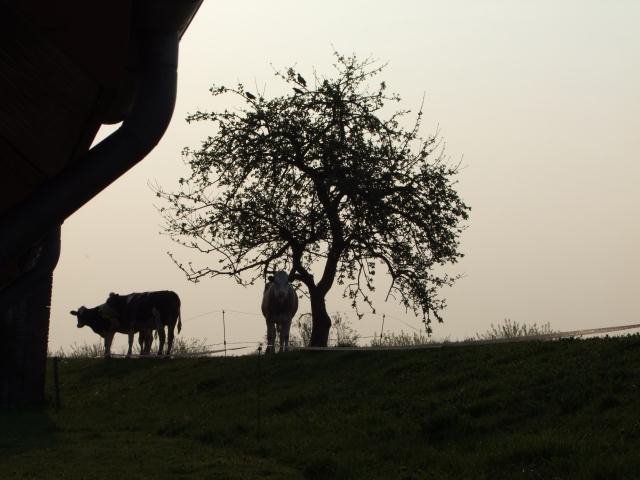 Auf den Almen grasten Kühe ...