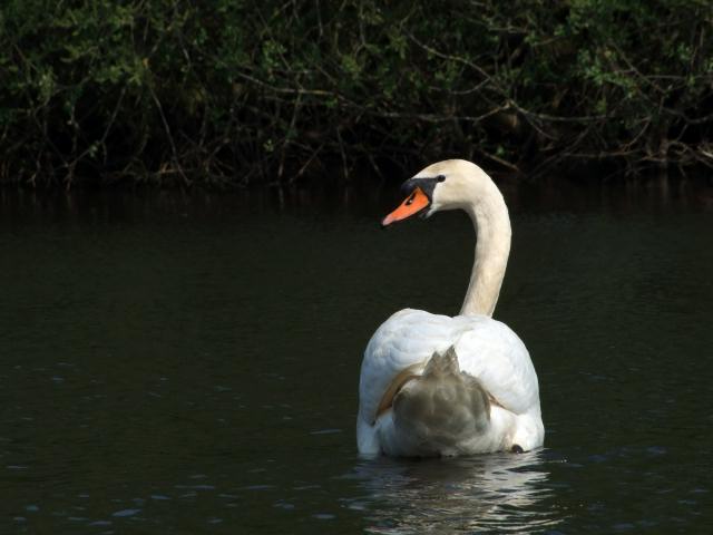 ... beargwöhnte uns ein Schwan ...