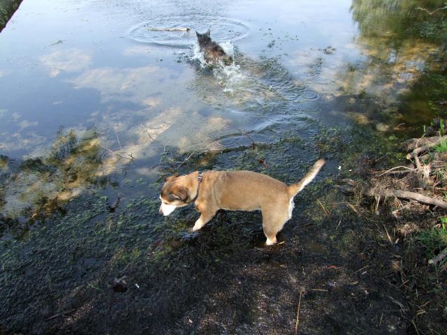 Die Hunde vergnügten sich derweil am Wasser.