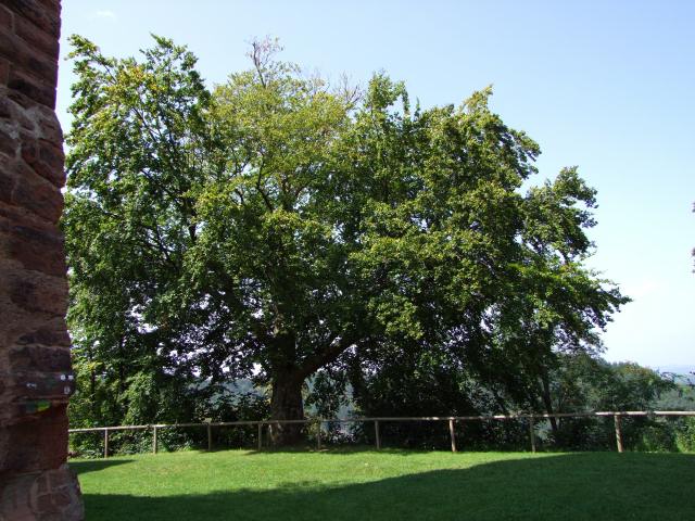 Was für ein Baum!