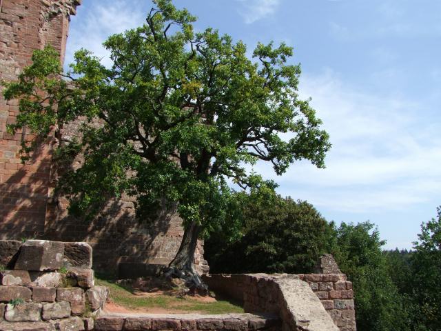 einen Ruinenbaum ...