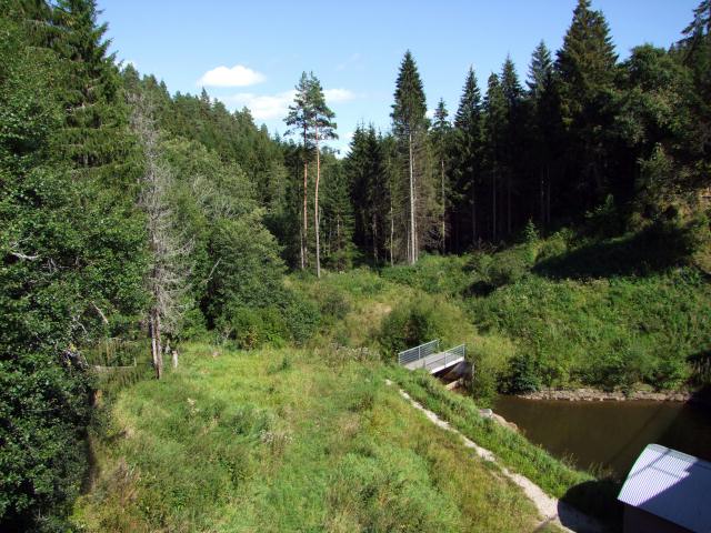 Während wir in den Wald spähten ...