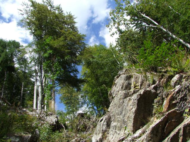 Theoretisch hätte man von hier aus die 7,5 km zum Todtnauer Wasserfall laufen können ...