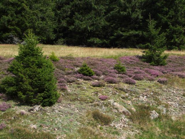 Unterwegs, mit Heide am Straßenrand ...