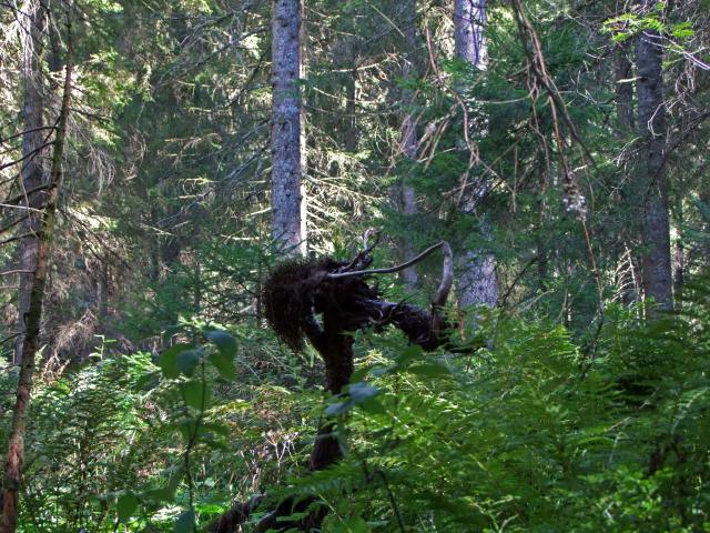 ... und einem ziemlich ehemaligen Quellmoor, aus dem uns dieser Geselle anstarrte.