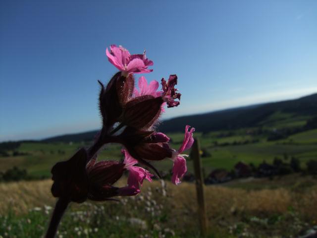 ... und Blümchen ...