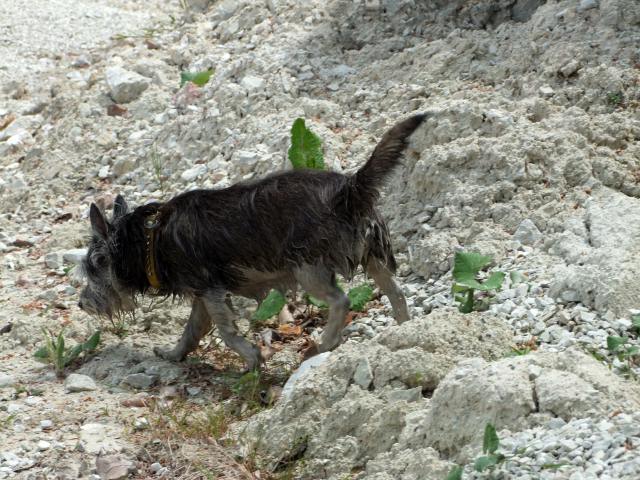 ... und Weißstelzenviech. *gg*