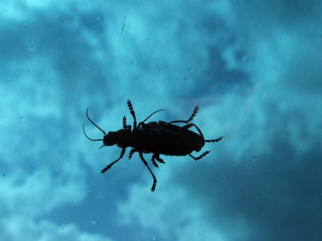 Zeitweilig begleitete unser Auto ein Paar auf Hochzeitsreise. *zwinker*