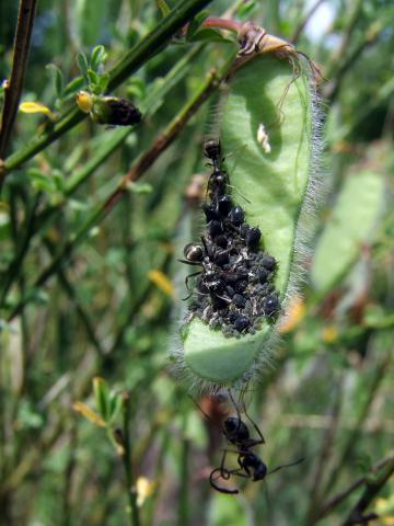 ... die sicher nicht, *grins*