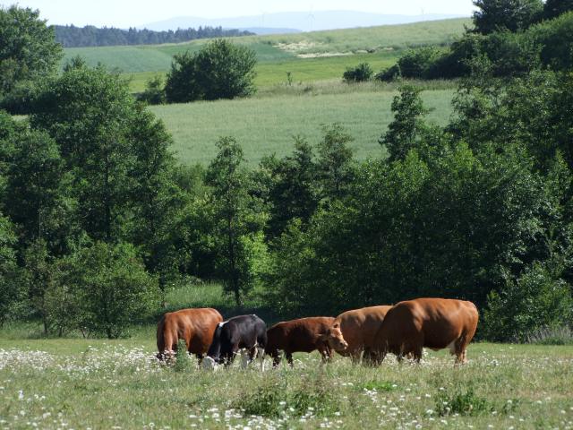 Heute leben dort noch ein paar wohlgenährte Kühe.