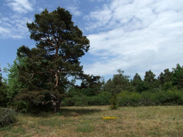 Ein Wachholderparadies gab es ebenfals zu erkunden ...