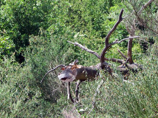 ... freundliche Ungeheuer ...