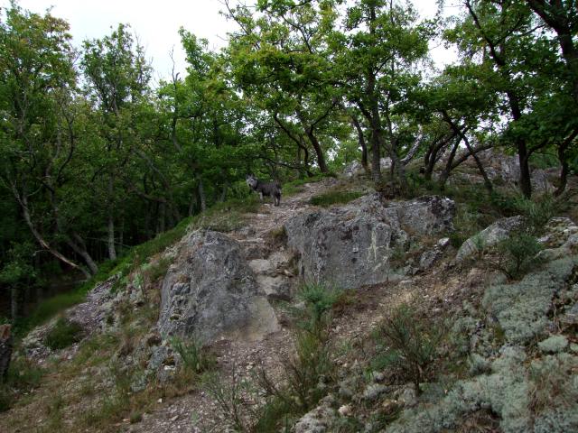 Daneben zeigen sich - natürlich *gg* - dekorative Felsen ...