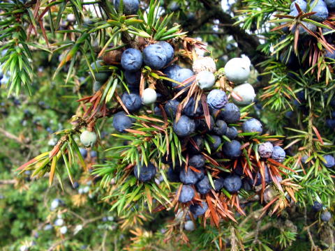 Manche Büsche hatten ganz viele Beeren.