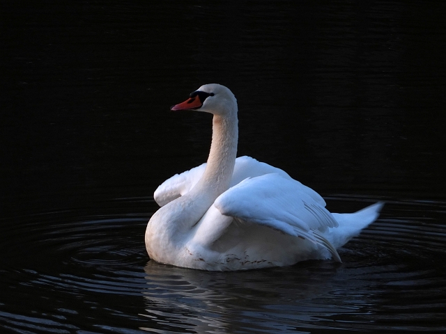 schwan01.JPG