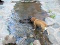 ... ein kleines Erfrischungsbad für uns Hunde ...