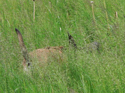 Frühling061