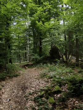 Zwischendurch erholten wir uns auf Waldwegen ...