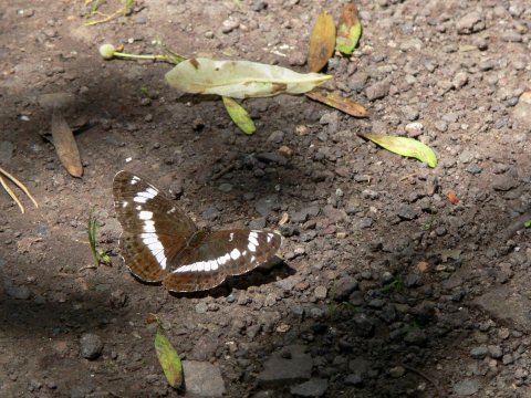 ... wie auch dieser schöne Schmetterling.