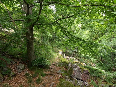 Der Höhenweg erinnerte an die Mörschieder Burr.